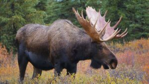 No frio extremo, os animais criam regras próprias e elaboram estratégias que parecem impossíveis para sobreviver