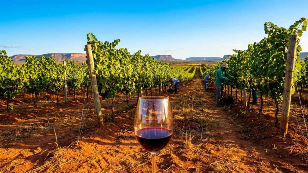 O vinho brasileiro que desafia a França nasce a 1.400 m de altitude no Vale do São Francisco