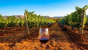 O vinho brasileiro que desafia a França nasce a 1.400 m de altitude no Vale do São Francisco