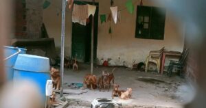 Operação apura denúncias de maus-tratos a animais em cinco bairros de Feira de Santana