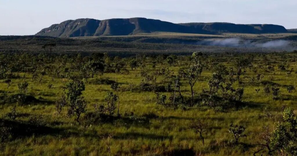 Desmatamento na Bahia registra queda em 2025, mas estado aparece em 3° em ranking nacional