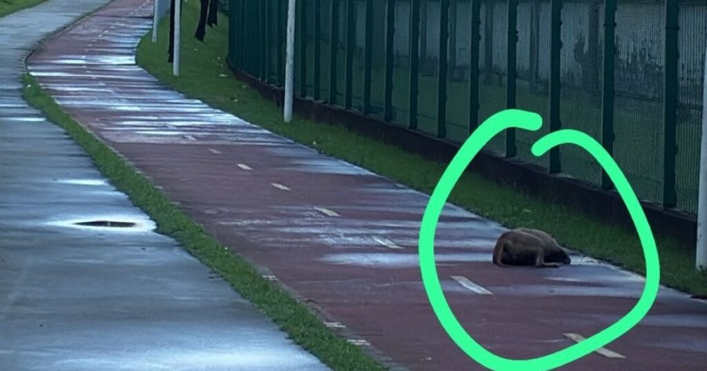 Corpo de cachorro é encontrado em ciclovia de Salvador