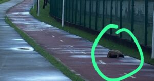 Corpo de cachorro é encontrado em ciclovia de Salvador