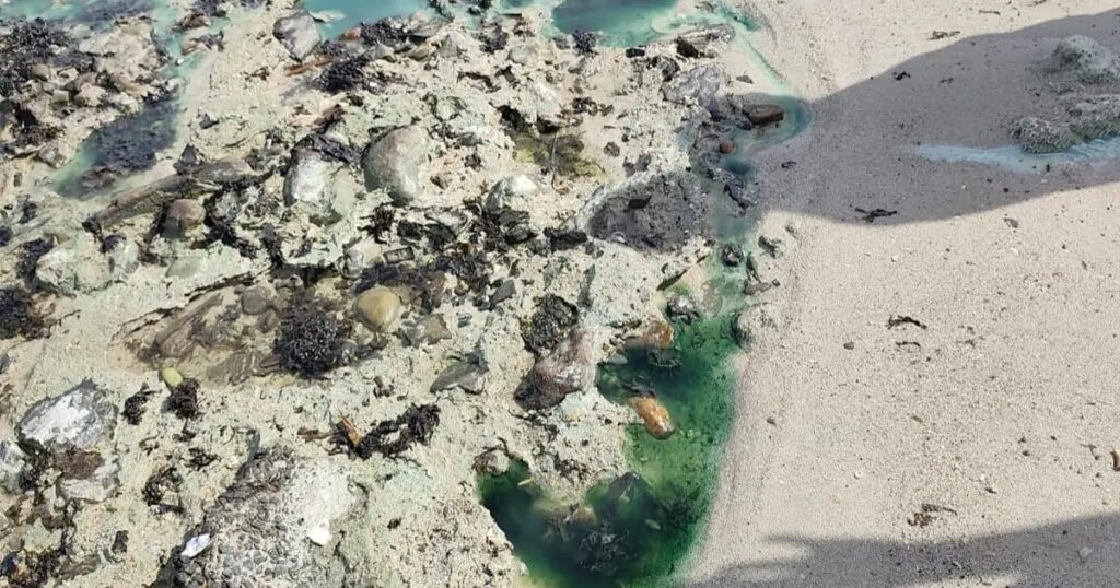 Polícia Federal abre inquérito para investigar manchas na praia de São Tomé de Paripe