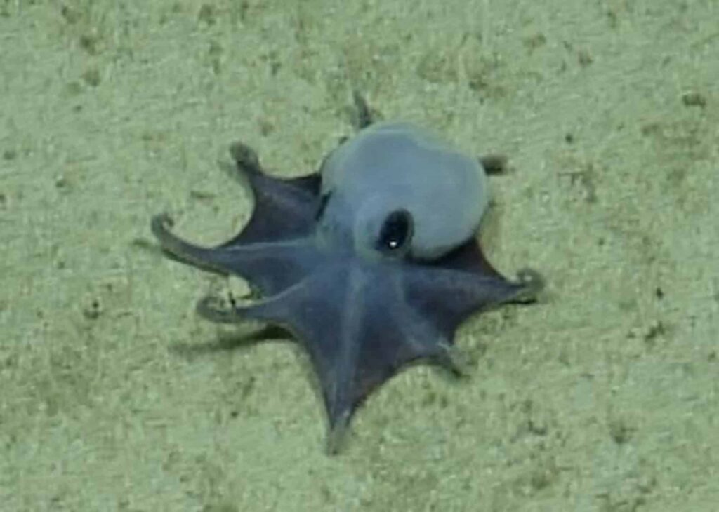 Polvo azul minúsculo é descoberto nas Ilhas Galápagos