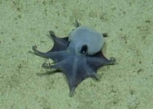 Polvo azul minúsculo é descoberto nas Ilhas Galápagos