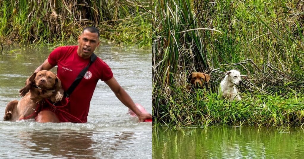 Bombeiros resgatam cães que ficaram ilhados em lagoa de praça em Eunápolis