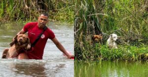 Bombeiros resgatam cães que ficaram ilhados em lagoa de praça em Eunápolis