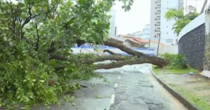Em meio às chuvas, árvore cai e fica atravessada na pista no bairro do Caminho das Árvores, em Salvador