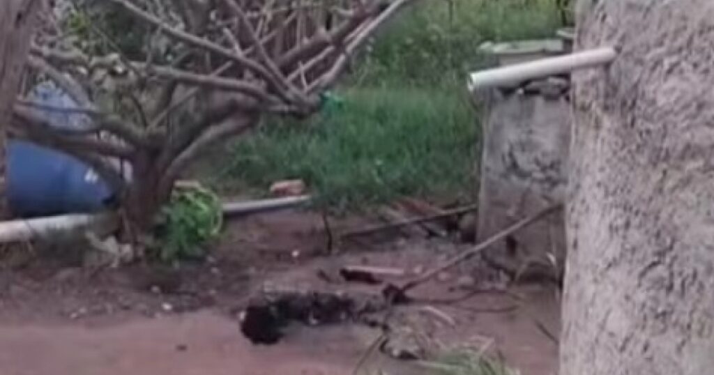 Homem é preso após invadir casa, matar cachorro e tentar furtar pertences; caso ocorreu na região sisaleira