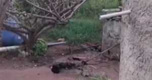 Homem é preso após invadir casa, matar cachorro e tentar furtar pertences; caso ocorreu na região sisaleira