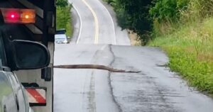 Motoristas param trânsito na BR-101 para permitir travessia de jiboia no sul baiano