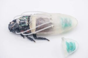 De vilãs a mocinhas: cientistas querem baratas em missões de resgate