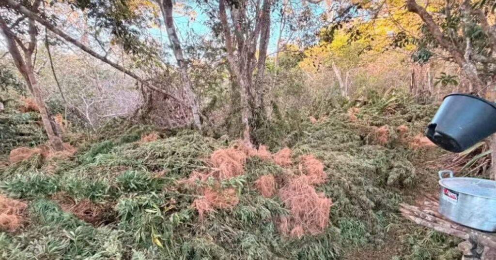 Polícia apreende 1,5 tonelada de maconha durante investigação de homicídios no Norte da Chapada Diamantina