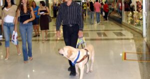 Salvador prevê multa de até R$ 30 mil para quem impedir entrada de pessoas com cães de assistência