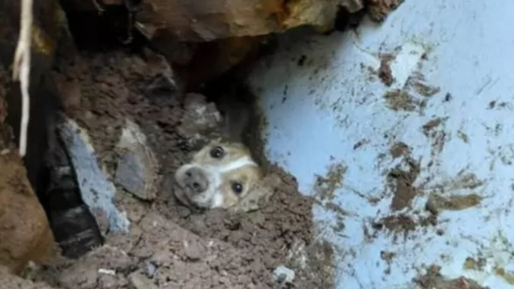 Cachorro sobrevive 19 horas sob escombros de muro em Santa Catarina