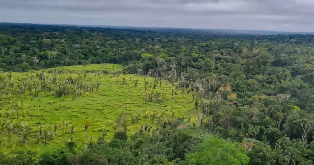 Amazônia tem menor desmatamento em 11 anos com queda de 23% e 1,7% das terras indígenas afetadas