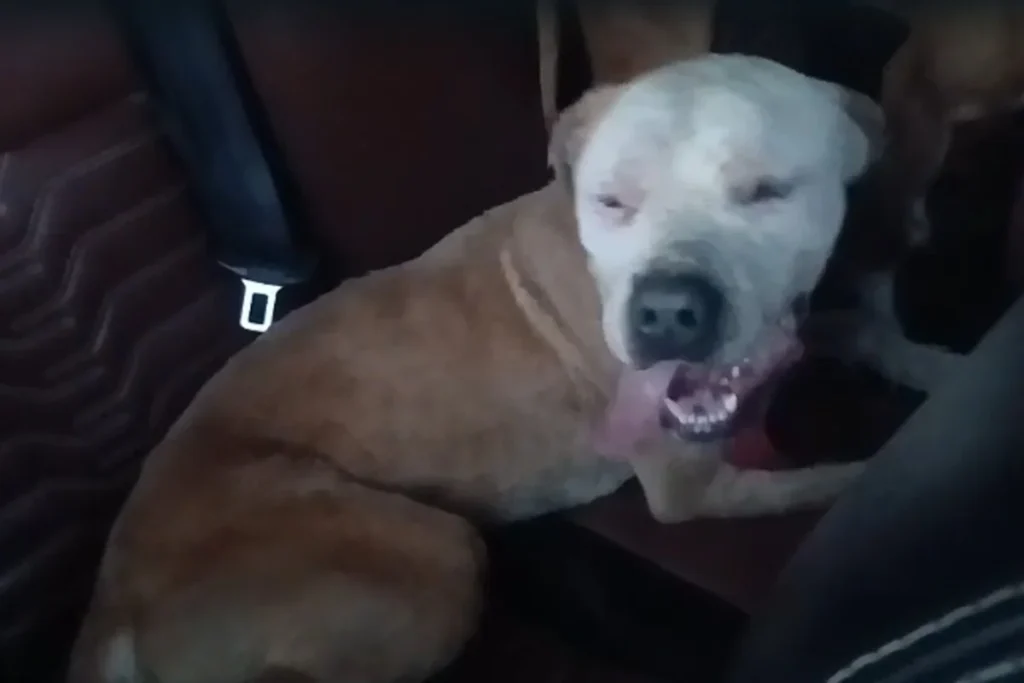 Ataque de abelhas resulta em morte de cão e deixa outros feridos no DF
