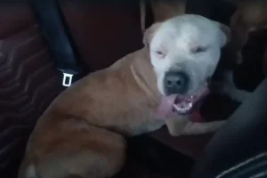 Ataque de abelhas resulta em morte de cão e deixa outros feridos no DF