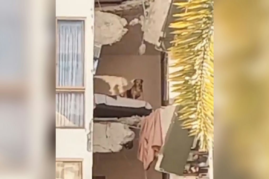 Cachorro permanece ilhado em escombros após terremoto devastador na Colômbia