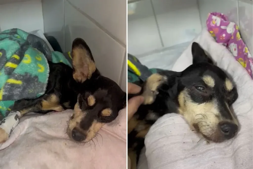 Cadela idosa é internada em estado grave após abandono em calçada de São Vicente