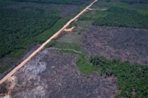 Desmatamento atinge recorde mínimo na mata atlântica e pampa em 2025