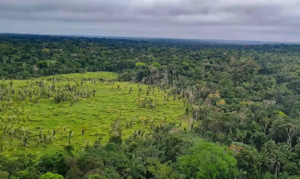 Desmatamento na Amazônia atinge menor nível desde 2016 com queda de 36,8%
