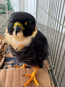 Falcão-cauré é resgatado ferido em Valença e recebe cuidados especializados