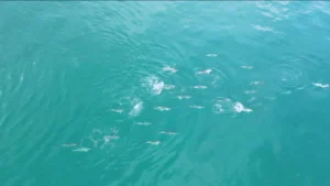Golfinhos encantam banhistas na Praia da Reserva com águas cristalinas