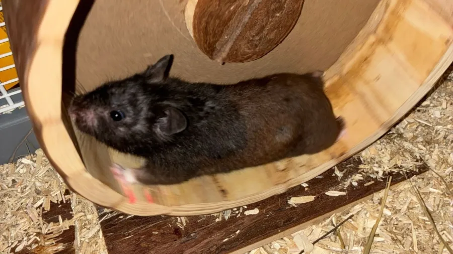 Hamster torna-se fenômeno no Strava ao superar distâncias de corredores humanos