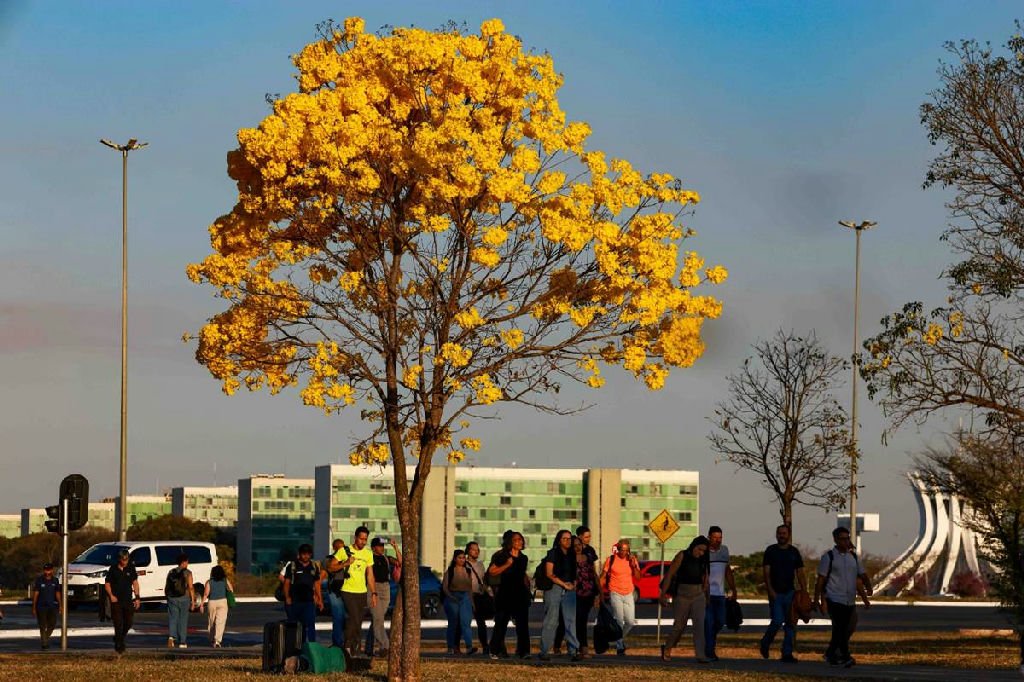 Ipês amarelos florescem e transformam a paisagem de Brasília em meio à seca