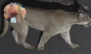 Onça-parda invade residência e enfrenta pitbull em São Paulo