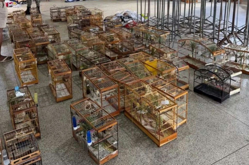 Operação policial resgata 95 aves em torneio clandestino na Bahia