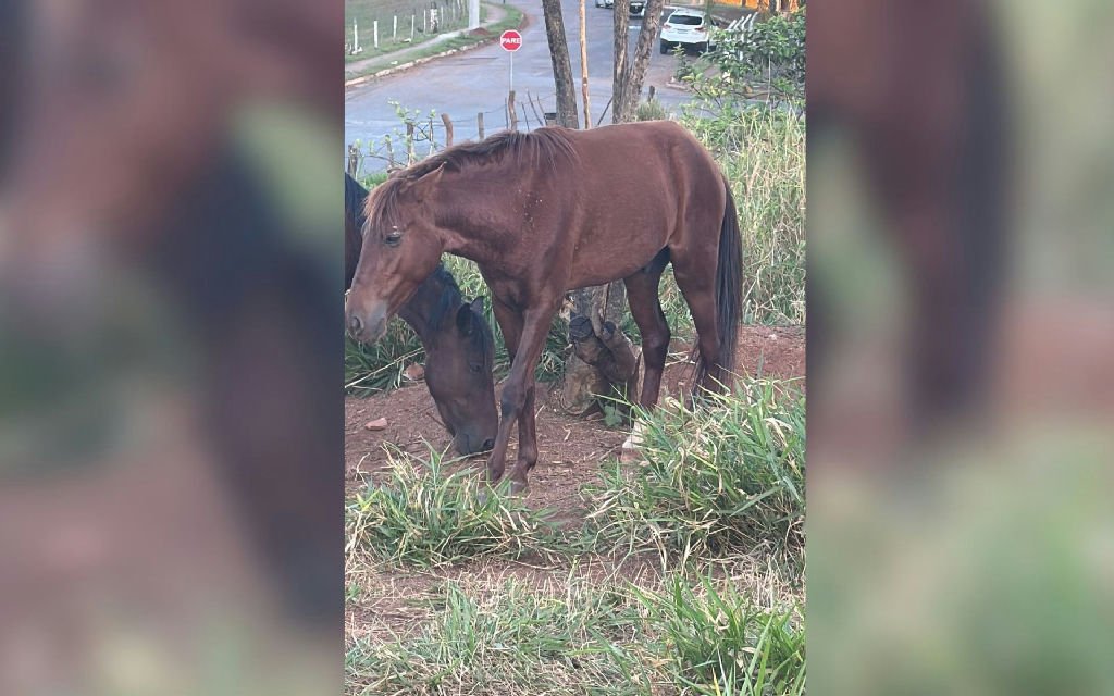Polícia apura denúncia de castração clandestina e sem anestesia em cavalo de Nova Granada