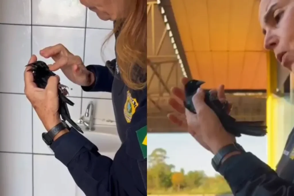 Policial rodoviária salva vida de ave com manobras de emergência em Mato Grosso do Sul