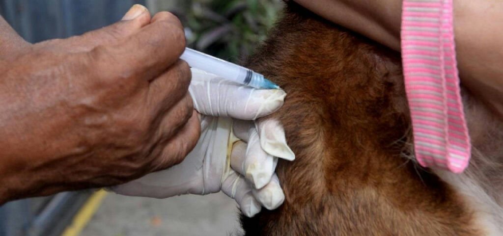 Salvador encerra campanha de vacinação antirrábica para cães e gatos neste fim de semana