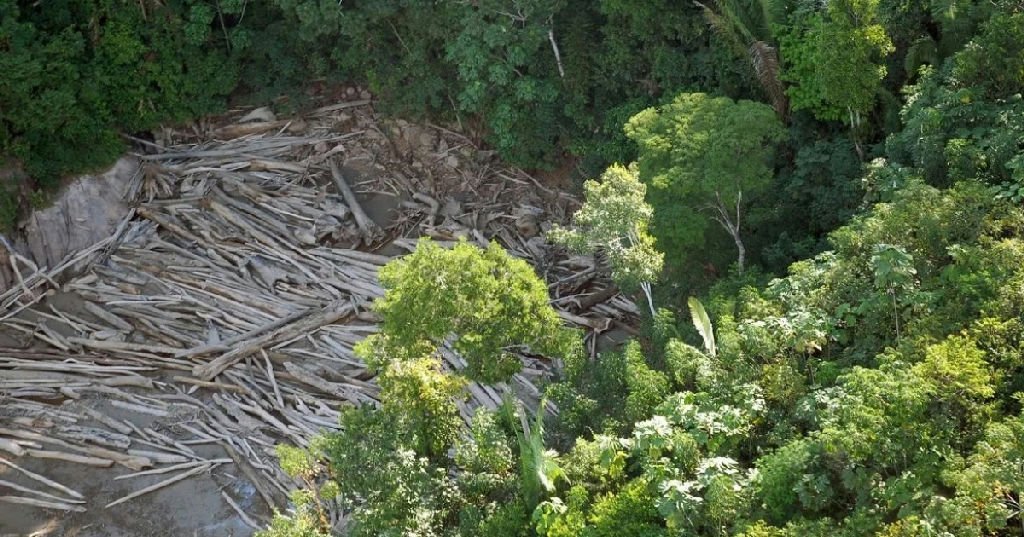 Vegetação nativa reduzida deixa Brasil vulnerável a extremos do El Niño