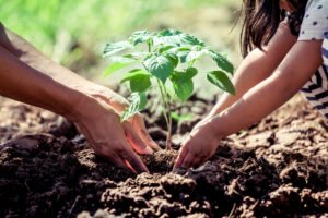 A resiliência da Mata Atlântica entre a degradação e a regeneração natural