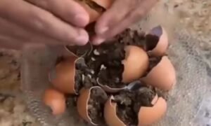 Apreensão de maconha escondida em cascas de ovos ocorre em presídio da Paraíba