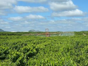 Embrapa apresenta plano nacional contra riscos do El Niño na safra 2026/2027