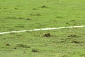 Estado precário do gramado na Austrália gera críticas durante amistoso da Seleção