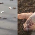 Mortandade de peixes...