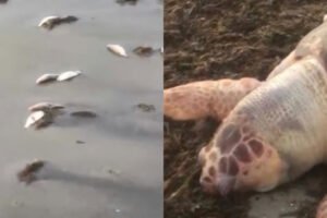 Mortandade de peixes em praia do Recôncavo Baiano mobiliza autoridades