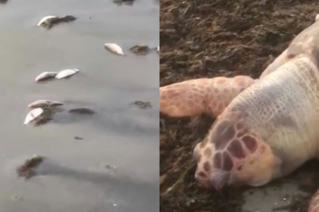 Mortandade de peixes em praia do Recôncavo Baiano mobiliza autoridades