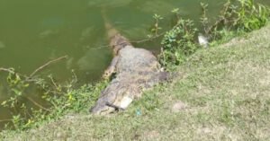 Órgãos ambientais investigam morte de jacaré de dois metros na Lagoa Grande em Feira de Santana