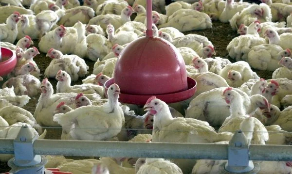 União Europeia autoriza retorno da exportação brasileira de aves e mel