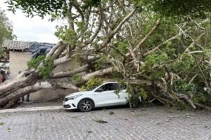 Árvore centenária cai na Praça Pedro Nogueira e destrói veículos em Irará