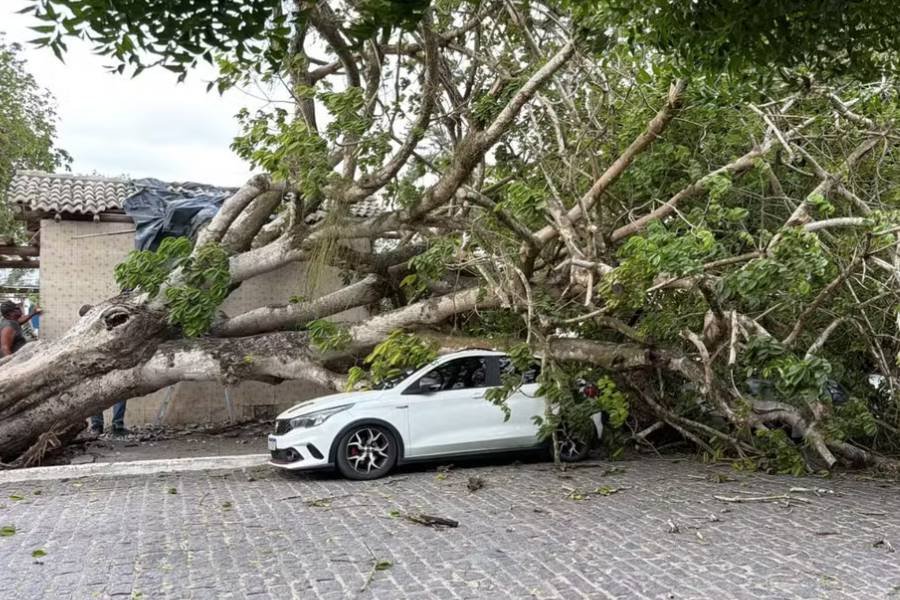 Árvore centenária cai na Praça Pedro Nogueira e destrói veículos em Irará