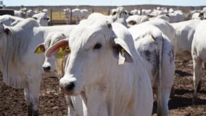 Bahia atinge recorde no abate de bovinos impulsionado pelo mercado externo