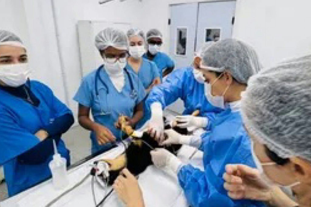Campanha em Salvador oferece consultas e exames veterinários gratuitos para pets